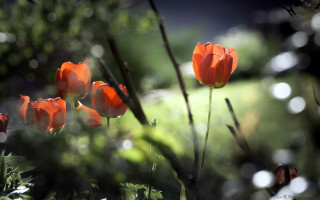 Orange flowers field bokeh hakurei - orange flower free wallpaper for desktop