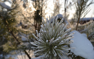 Snow covered plant winter bokeh - winter free wallpaper