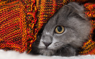 Cat blanket peeking fire autumn - under a blanket free wallpaper