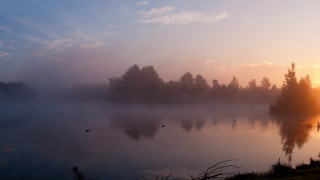 Sunset lake ducks fog mountain - a few duck free wallpaper