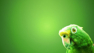 Green parrot yellow beak yellow 2 - a blurry background of the image free wallpaper