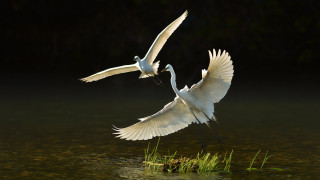 White birds flying over water - a grass free wallpaper