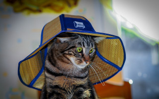 Cat hat blue band toyism - a hat free wallpaper