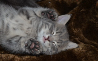 Cat sleeping brown blanket closed - sharp claw free wallpaper