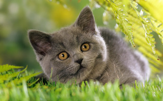 Curious black cat in grass - grey background free wallpaper