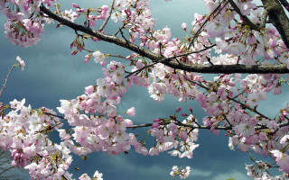 Pink flower tree cloudy sky - stormy weather free wallpaper