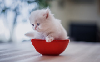 White kitten red bowl table - bian jingzhao free wallpaper