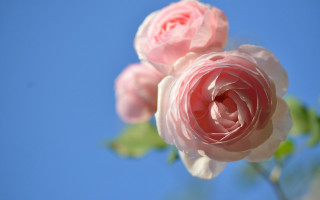 Pink rose blue sky macro - a blue sky background in the background free wallpaper