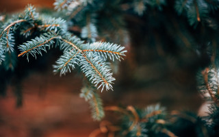 Pine needles branch blurry background - a close up of a pine tree branch free wallpaper