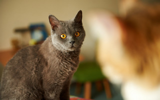 Black cat sitting table blurry - expressionism free wallpaper