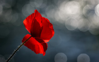 Red flower macro bokeh moonlight - a red flower free wallpaper