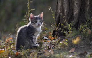 Cat grass tree bird christmas - the grass next free wallpaper