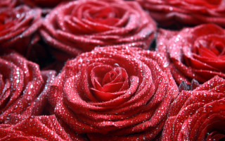 Red roses water droplets macro 2 - a close up of a bunch free wallpaper