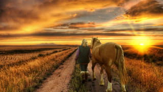 Horses dirt road sunset field - a dirt road next free wallpaper