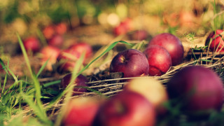Apples grass bokeh fall vibrant - fall vibrancy free wallpaper