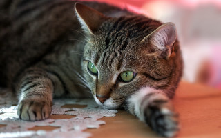 Cat paw table green eyes - optical free wallpaper for desktop