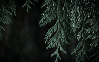 Pine needles cones closeup dark - a close up of a pine tree branch free wallpaper