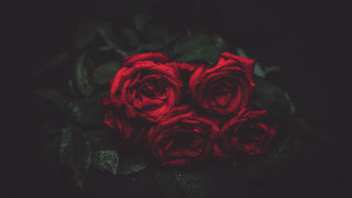 Red roses still life dark - red rose free wallpaper