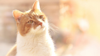 Cat looking up rayonism lens - sunlight free wallpaper