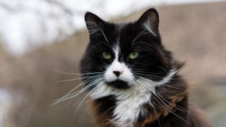 Black white cat green eyes 5 - cat free wallpaper