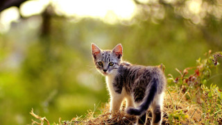 Kitten hillside forest blurry depth - top of a grass free wallpaper
