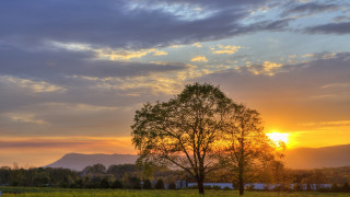 Tree sunset horizon clouds landscape - a tree in a field free wallpaper