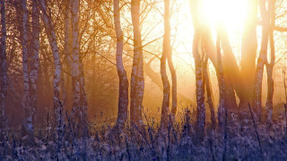 Forest sunlight branches nature impressionist - volumetric light free wallpaper
