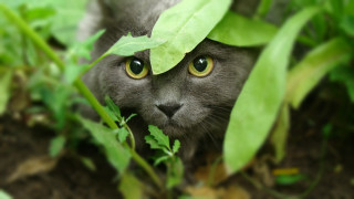 Cat leaf hiding grass bokeh - its head free wallpaper