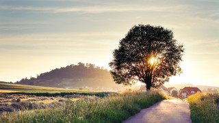 Tree road house sunset flare - a house in the background free wallpaper for desktop