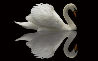 White swan spread wings reflection - a white swan free wallpaper