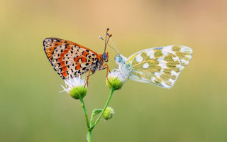 Butterflies flower grass naturalism macro - two butterfly free wallpaper