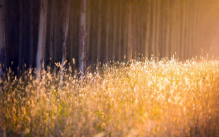 Autumn leaves fence sunset mountains - the tree behind free wallpaper