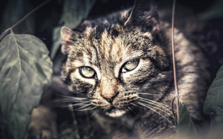 Sad cat in leaves blurry - a sad look free wallpaper