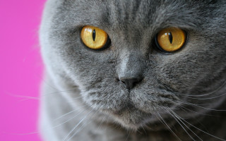 Gray cat yellow eyes pink - a pink wall behind free wallpaper