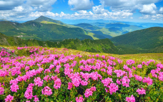 Pink flower field mountain top - a mountain top free wallpaper
