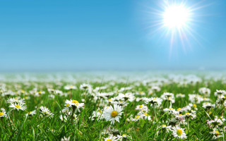 Daisy field blue sky sunlight - shining free wallpaper