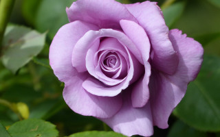 Purple rose garden macro blurry - a purple rose free wallpaper
