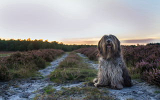 Shaggy dog flower field sunset - the dog free wallpaper