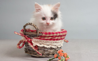 Kitten basket bow flower carlos - a bow free wallpaper for desktop