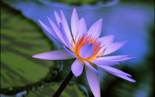 Purple flower yellow center lily - lily pad free wallpaper