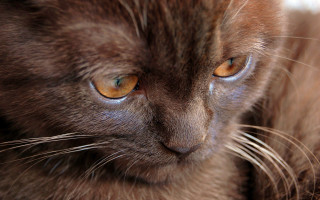 Cat yellow eyes macro closeup - yellow eye free wallpaper for desktop