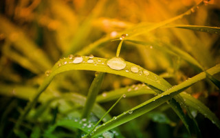 Grass water droplets autumn bokeh - leaf and grass free wallpaper