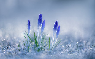 Blue flowers snow drops macro - blue flower free wallpaper