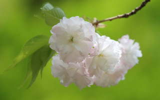 Flower closeup daisy green background - green leaf and a blurry background free wallpaper