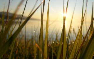 Sunshine grass water macro nature - the waters edge free wallpaper