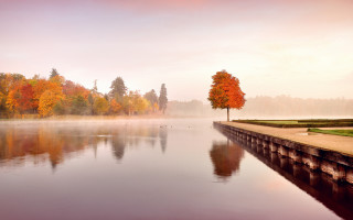 Tree edge lake fall fog - autumn free wallpaper for desktop