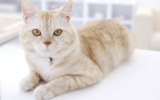 White cat collar wide eyed - a collar free wallpaper