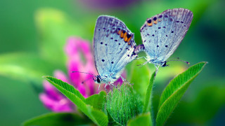 Butterflies flower field macro nature - two butterfly free wallpaper