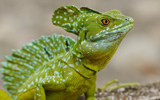 Green lizard yellow eye branch - a green lizard free wallpaper