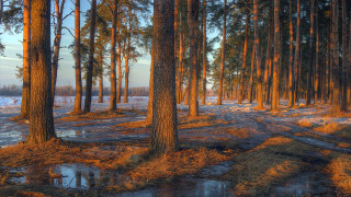 Dirt road forest snow puddle - tree and snow free wallpaper